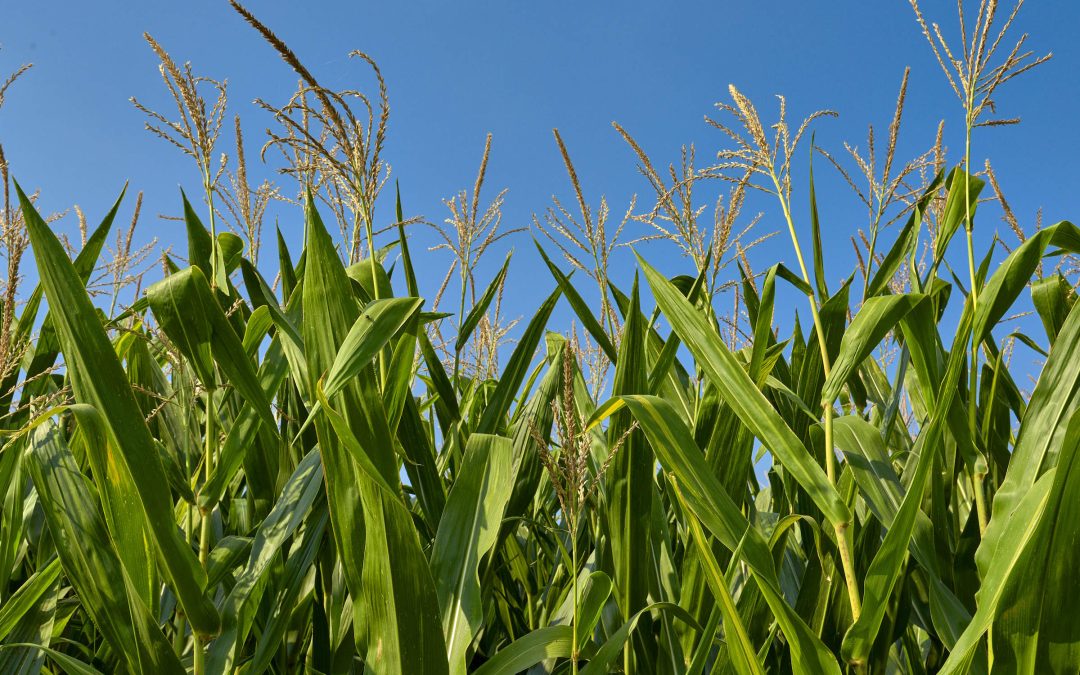 From Cornfield to Crunch: Growing Snacks the Seriously Good Way
