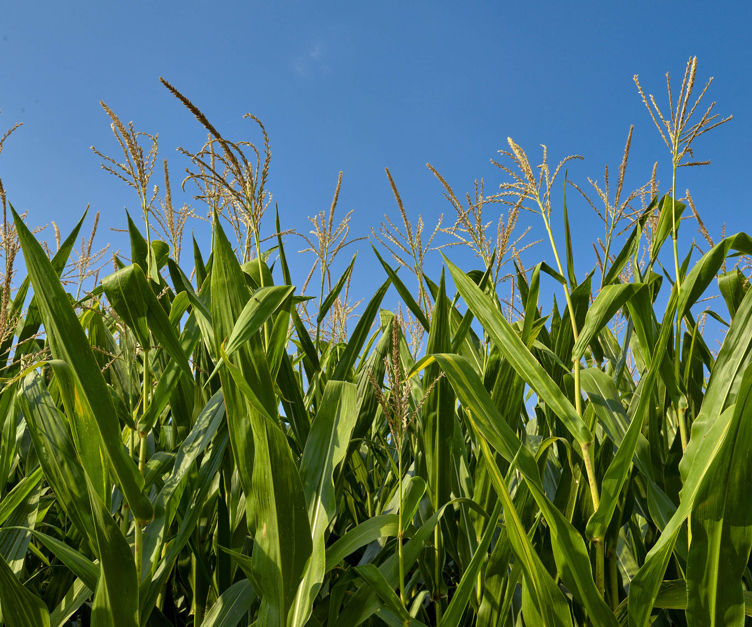 Lush wheat field with green, healthy cobs close to ripening on a hot summer day